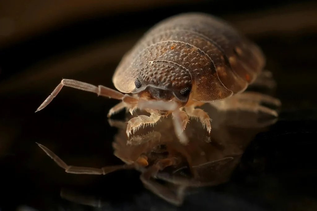 Bed-Bug-Treatment - Winslow Pest Control Pros | Winslow, NJ | 856-888-4459